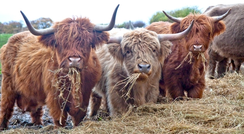 3 cows