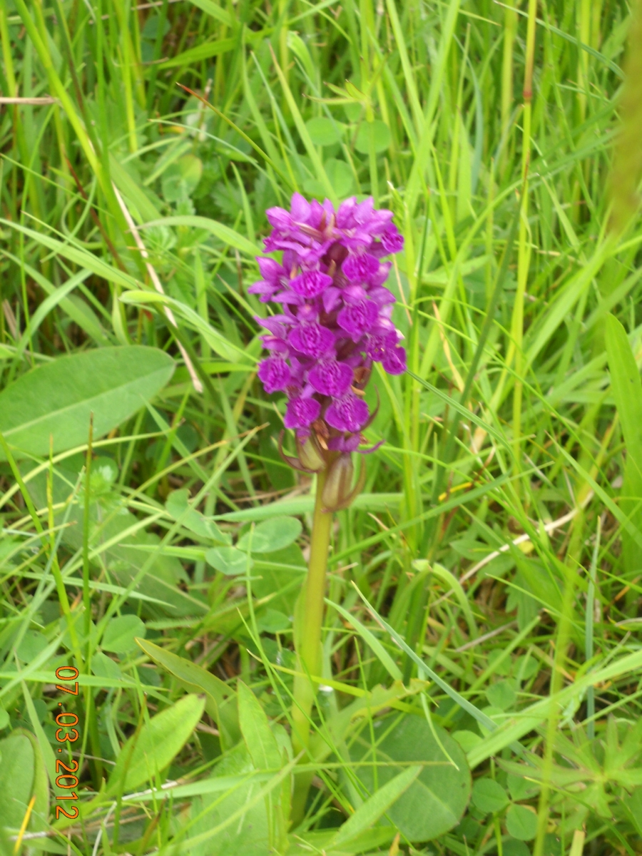 flower2