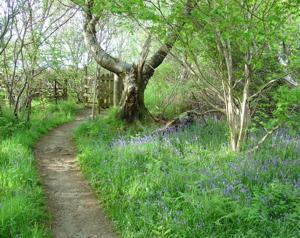bluebells