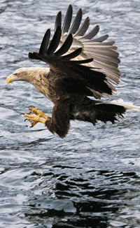eagles